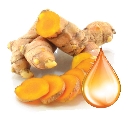 hoạt chất curcumin có trong củ nghệ có tác dụng hỗ trợ và điều trị nhiều loại bệnh lý