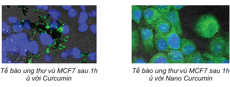 Nano curcumin nghiên cứu khoa học - CumarGold