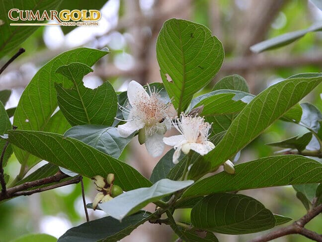 Chữa viêm loét dạ dày bằng thuốc nam