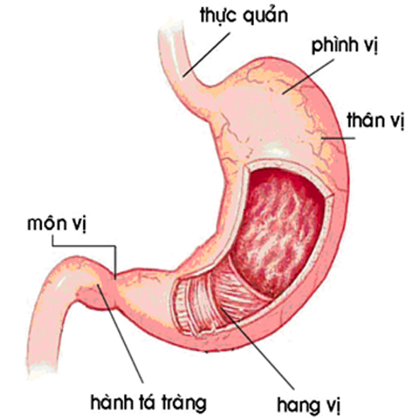 Dạ dày là bộ phận vô cùng quan trọng trong cơ thể con người.