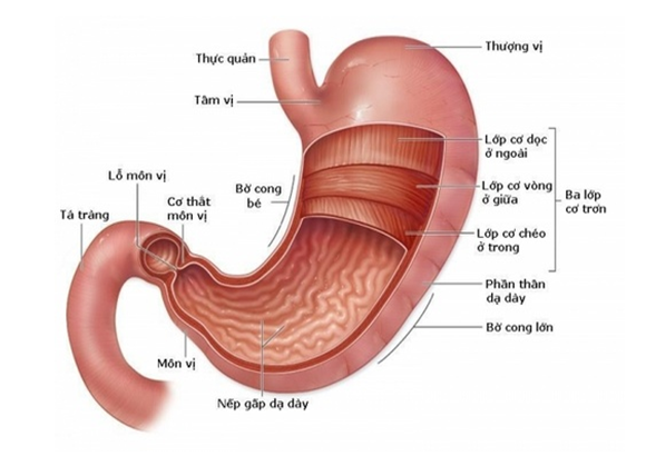 Hành tá tràng là nơi dễ bị viêm loét do những tác nhân gây bệnh từ dạ dày.