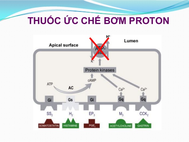 Thuốc dạ dày ức chế bơm proton