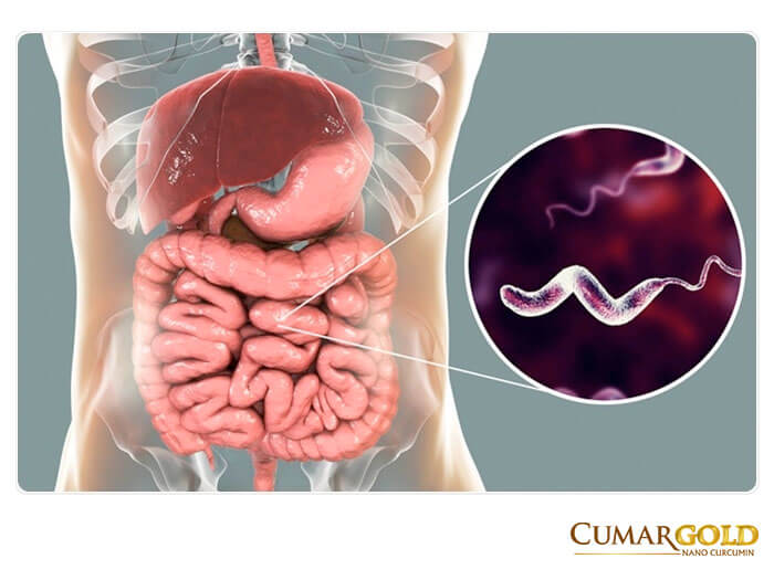 Vi khuẩn Campylobacter