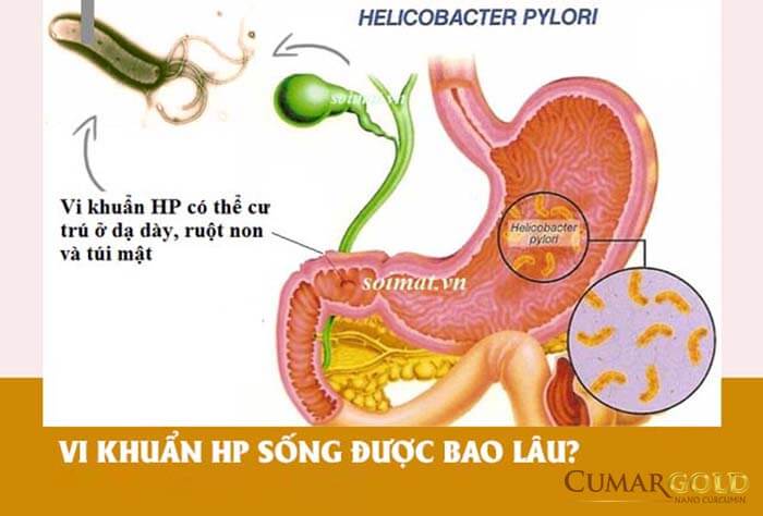 Vi khuẩn hp sống được bao lâu trong dạ dày