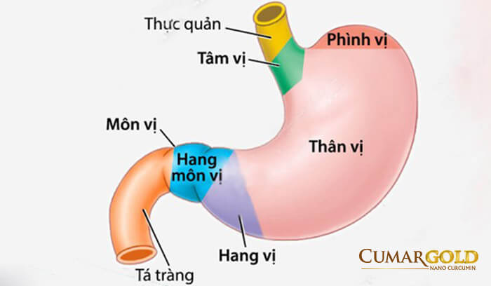 Kinh nghiệm chữa viêm hang vị dạ dày