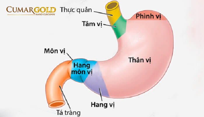 Chức năng của hang vị dạ dày 