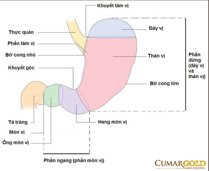 Các bộ phận tiêu biểu của dạ dày