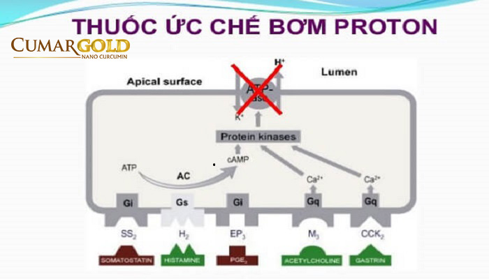 Thuốc ức chế bơm proton