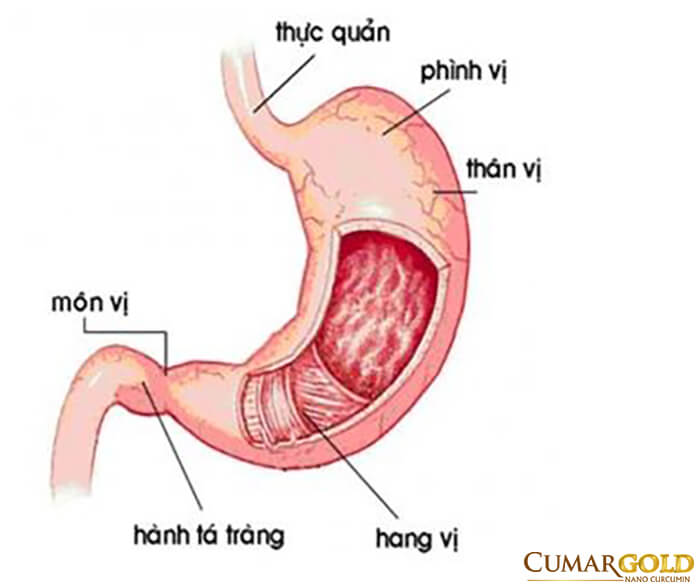 Tiền môn vị là bộ phận cuối cùng của dạ dày, nằm ngang từ góc bờ cong đến cuối môn vị và ngay sau hang vị