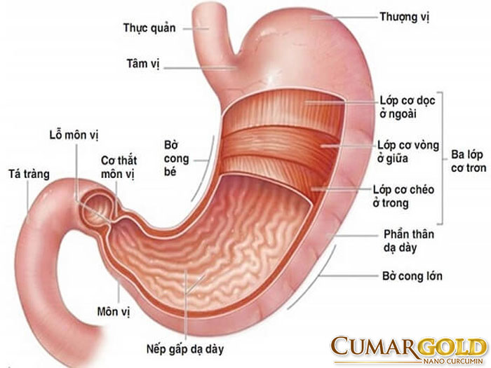 Viêm hang vị tá tràng là gì