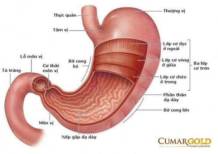 Cấu tạo của dạ dày gồm 6 lớp