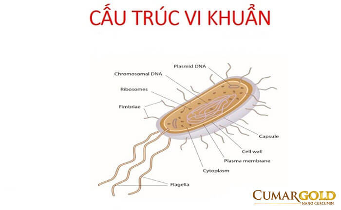 Cấu trúc của vi khuẩn HP