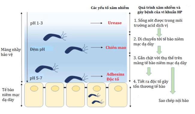 Sơ đồ cơ chế gây bệnh của vi khuẩn HP