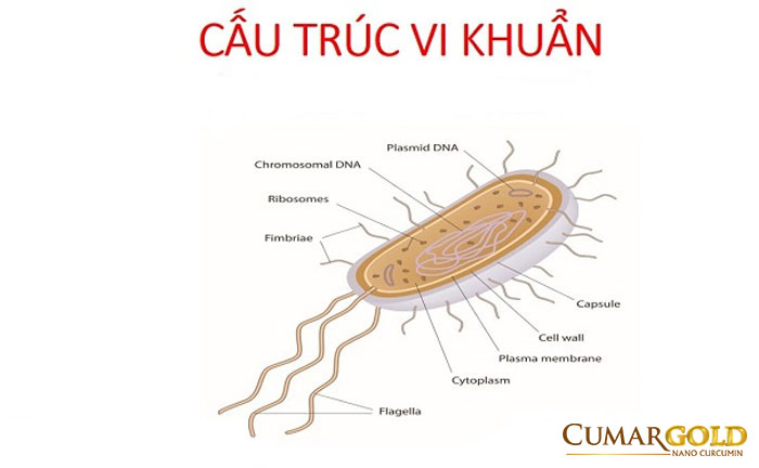 Cấu trúc vi khuẩn HP