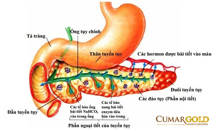 Vị trí của dạ dày tá tràng và tuyến tuỵ