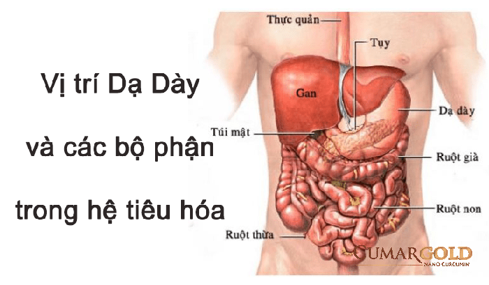 Vị trí của dạ dày