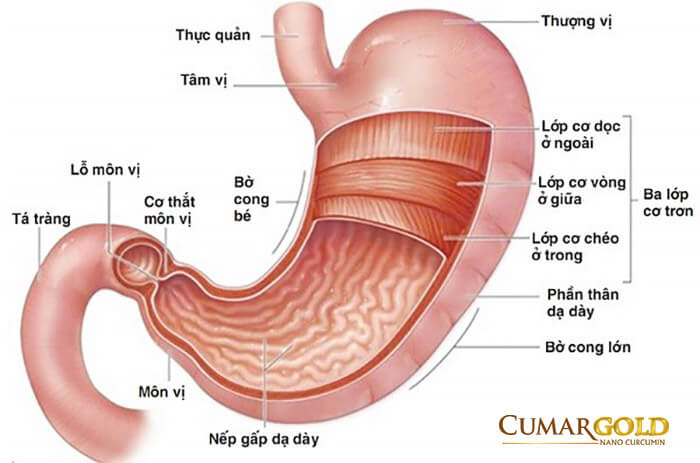 Viêm hang vị bờ cong nhỏ