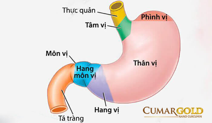 Đơn thuốc viêm hang bị dạ dày